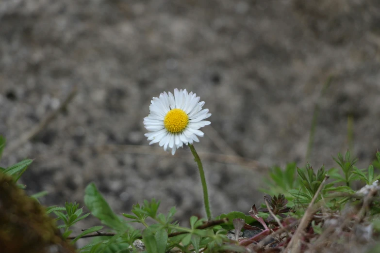 the lone daisy flower is standing alone on the grass