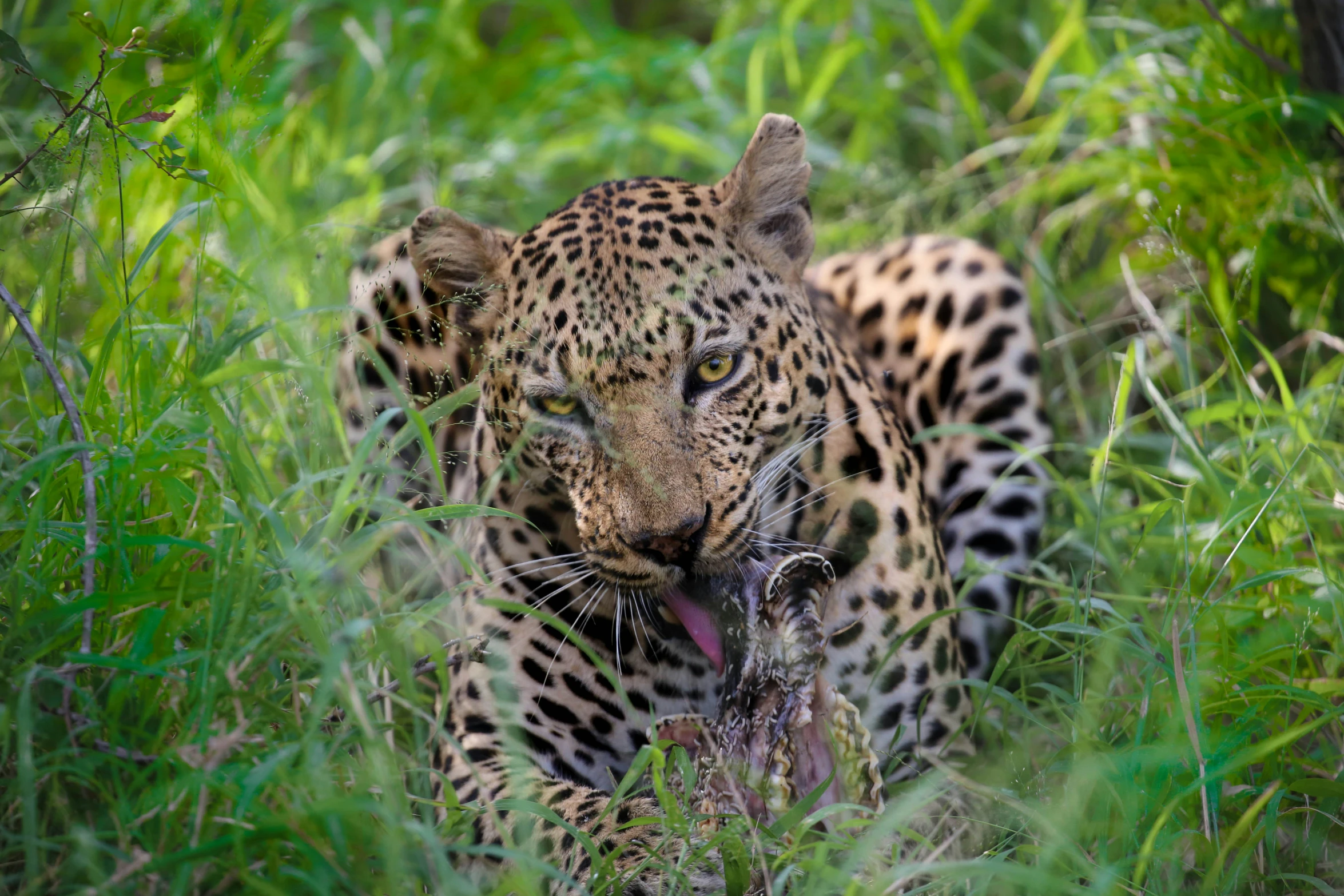 a large jaguar in tall grass eating a dead bird