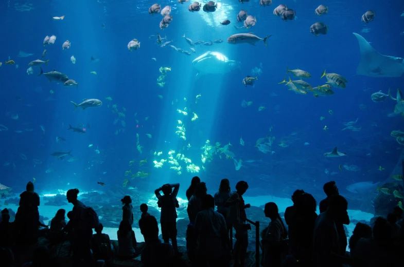 many people are standing in front of the large aquarium