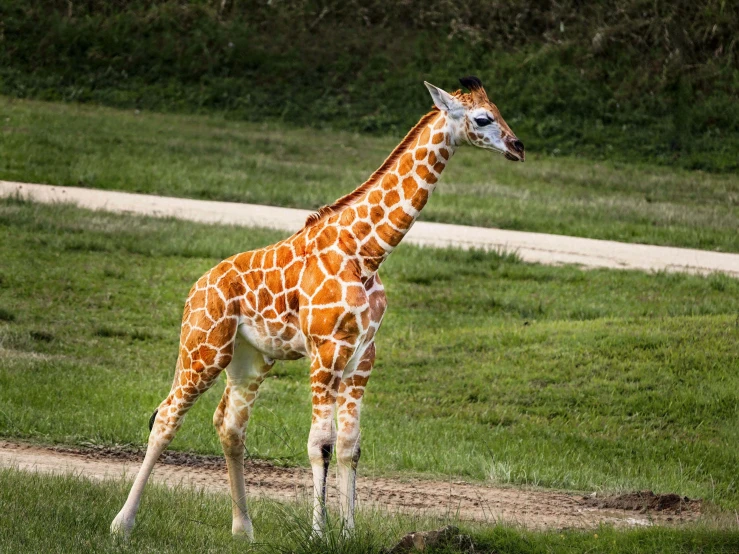 a giraffe standing on the grass looking back