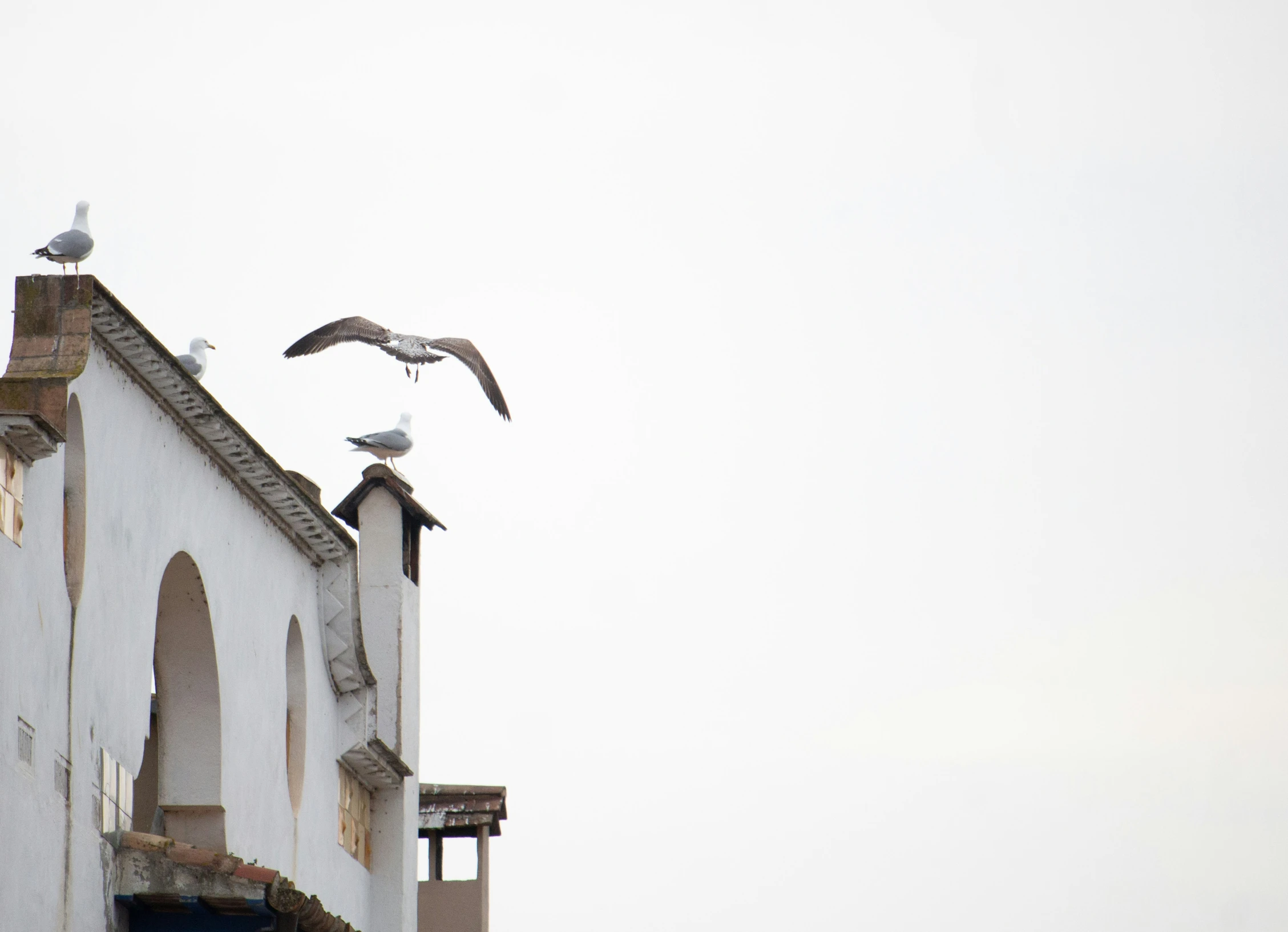 two seagulls are sitting on the roof of a building