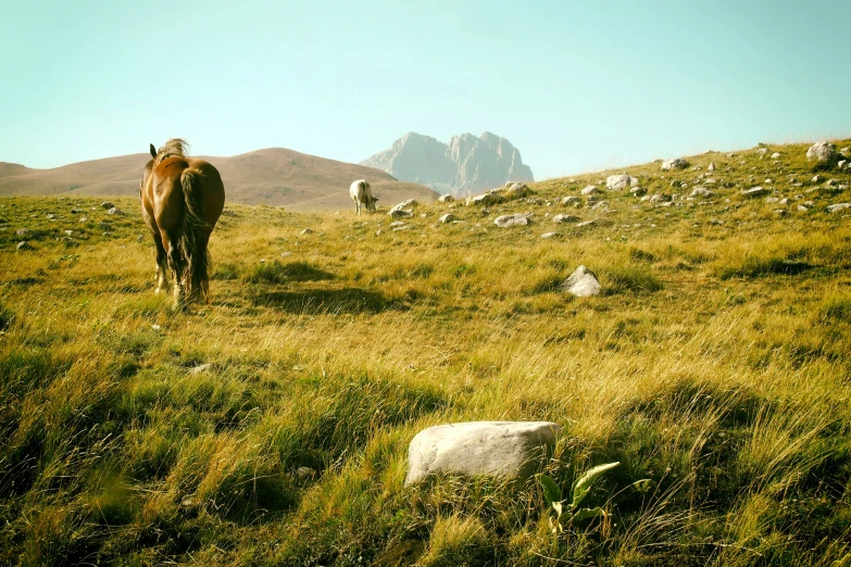 a brown cow walking across a lush green hillside