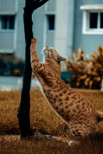 a cat climbs on the side of a tree to catch the frisbee