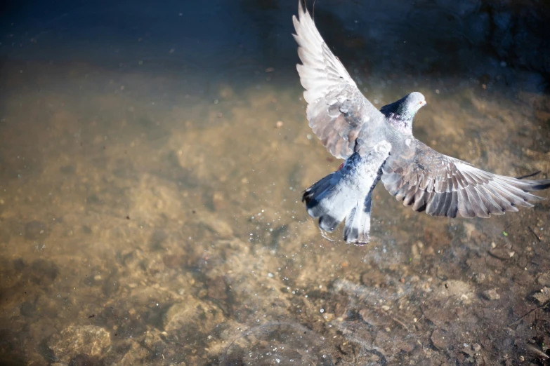 two birds are landing in shallow water by themselves