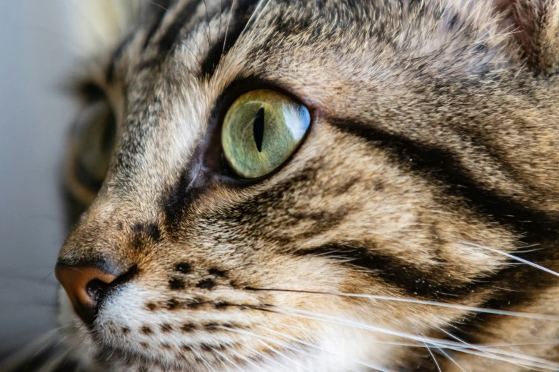 a cat that is staring with very big eyes