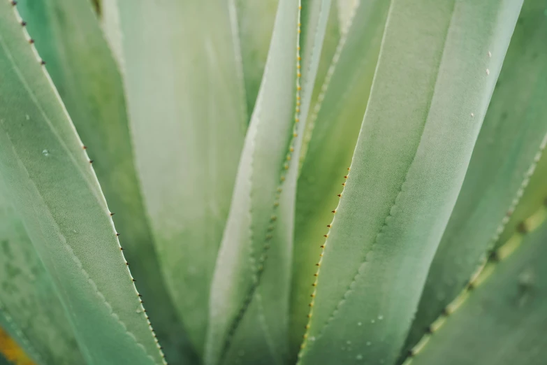 an aloema plant has many green leaves