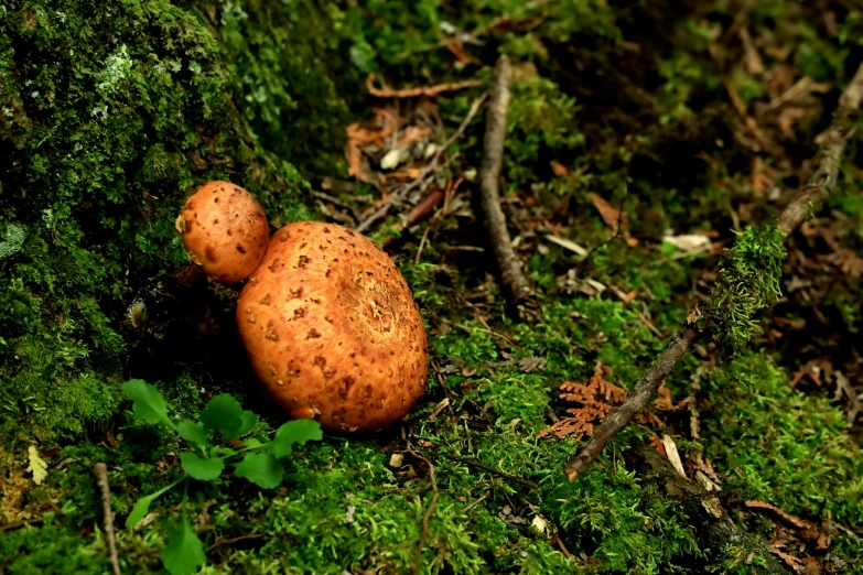 two mushrooms on the moss in the woods