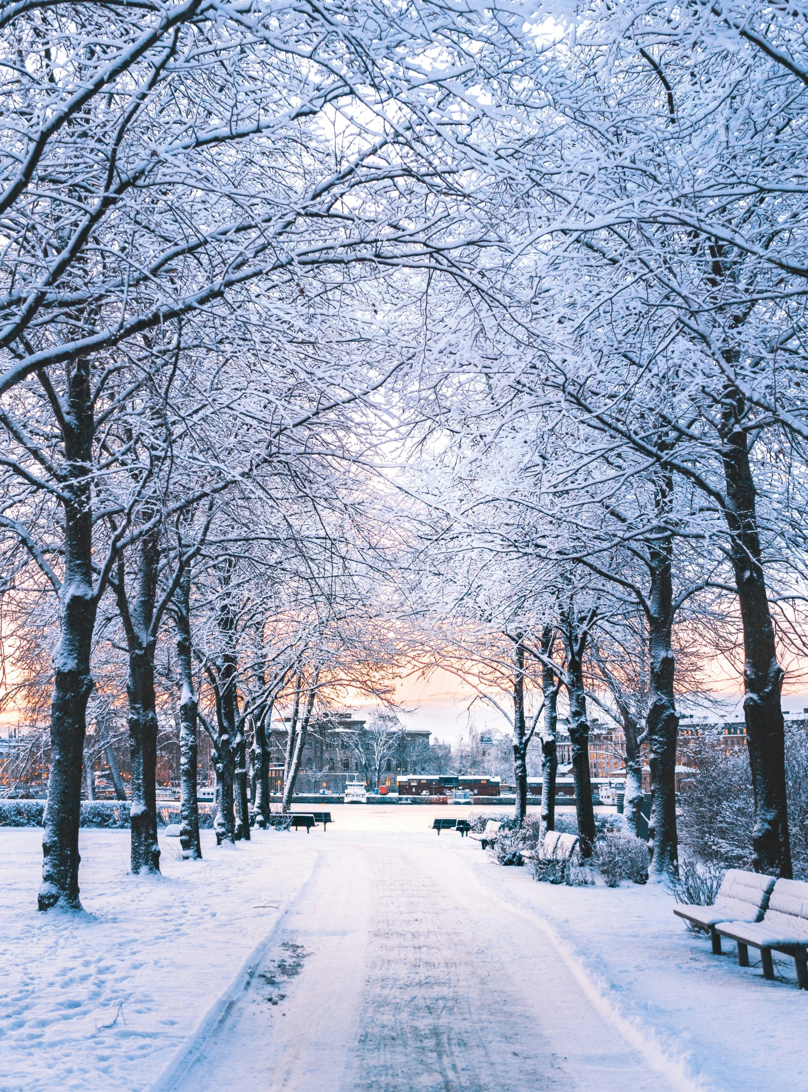 snow covered trees line the path to the building