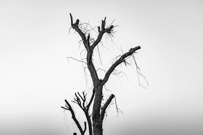 two animals that are standing in front of a tree