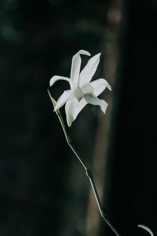 a white flower that is on a tree
