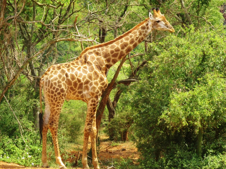 a giraffe standing tall among the trees