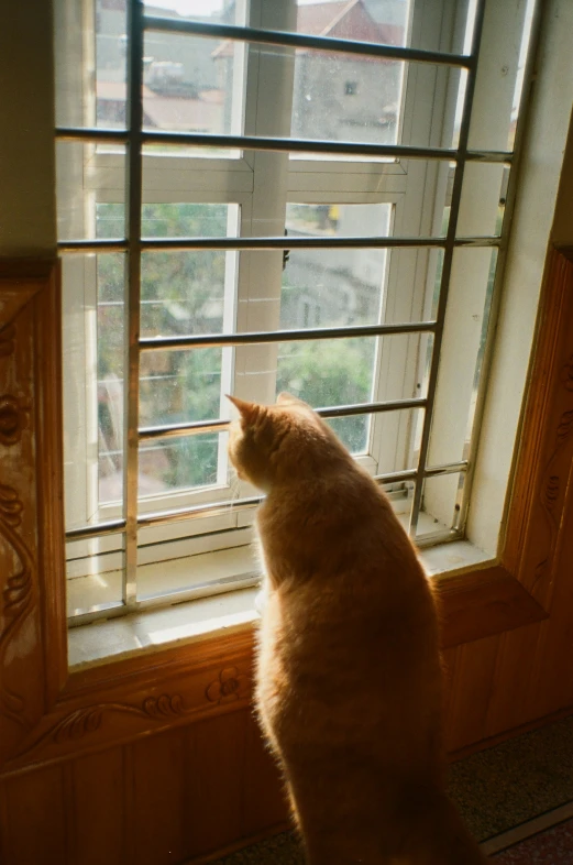 an orange cat sitting in a window sill looking out at some other houses
