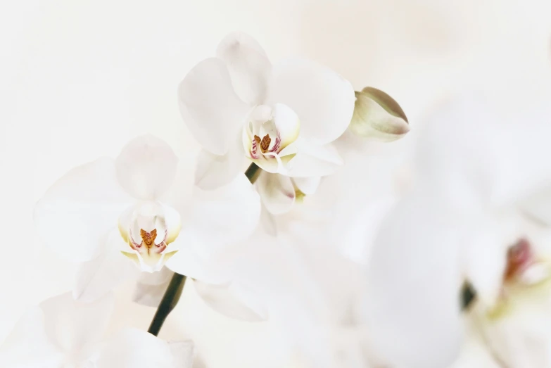 several white orchids on white surface, shallow - lit