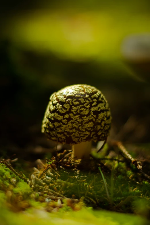 a tiny mushroom is growing out of the grass