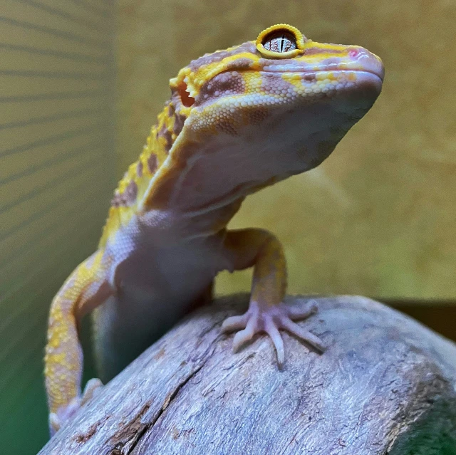a yellow gecko sits on top of a wooden rock