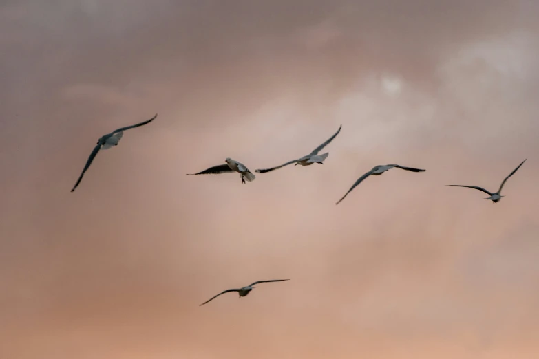 five seagulls in flight against an overcast sky