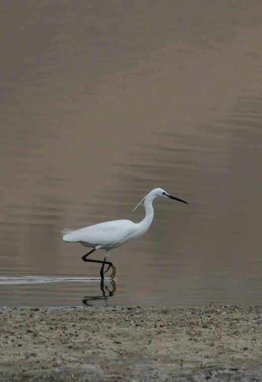 a bird is walking on a beach near water