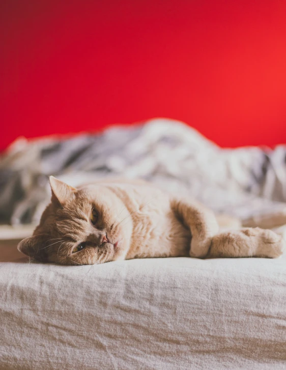 an image of a cat that is laying on the bed