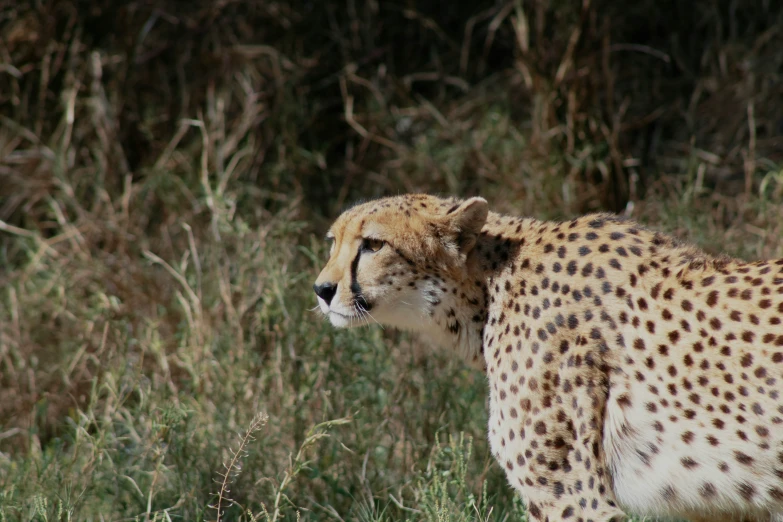 a cheetah that is walking in a field