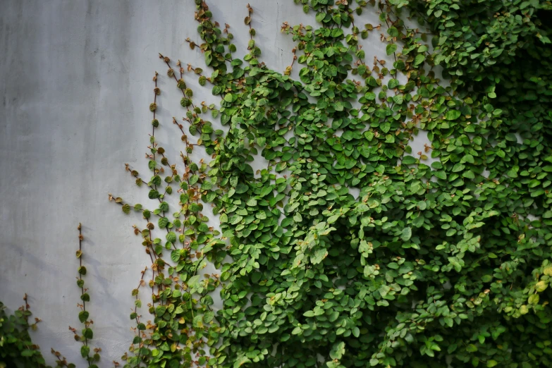 a close up of the top leaves and the top part of an ivy