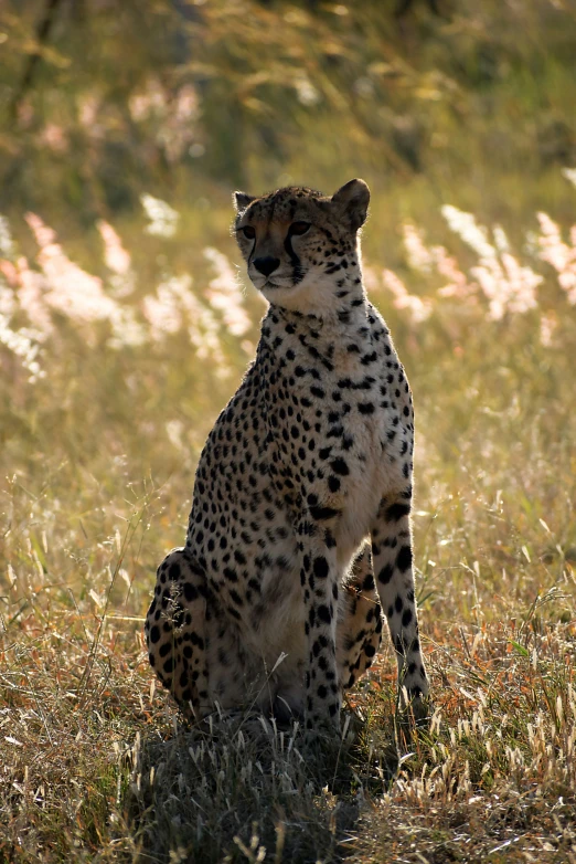 the large, cheetah sits in an open field