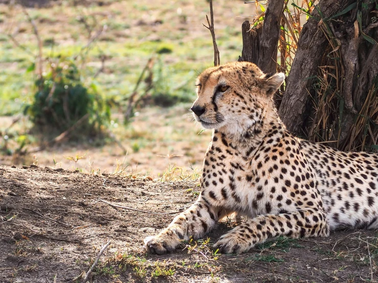 a young cheetah laying on the ground next to a tree