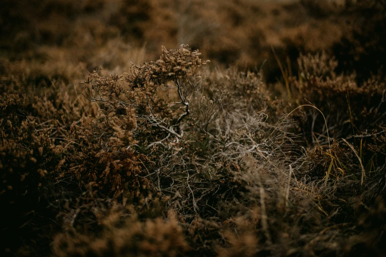 some brown bushes in the distance with little white frisbees in it