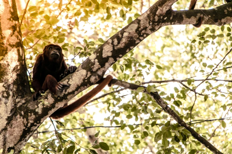 a monkey in a tree sitting on the limb of it
