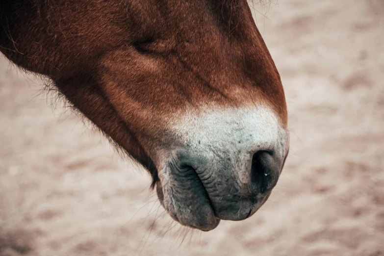 the side of a brown horse's face showing its nose