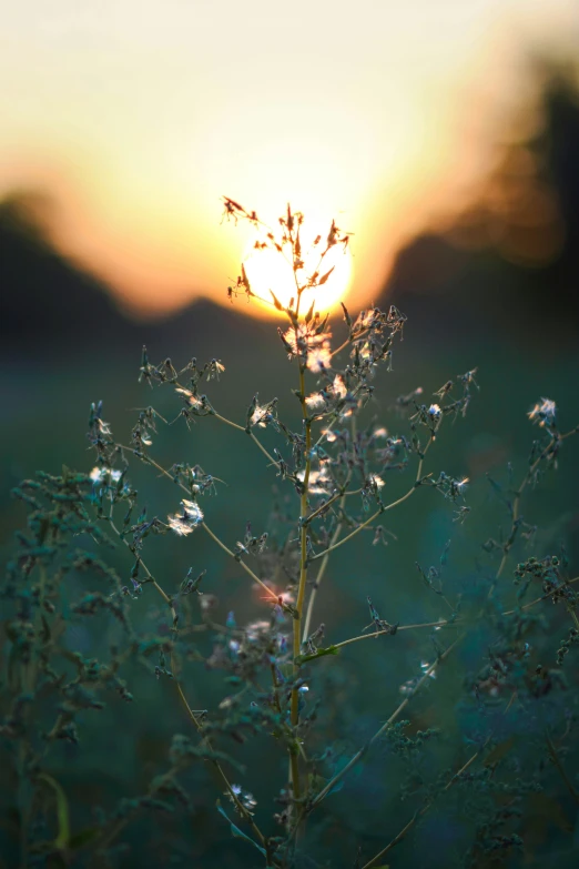 this small flower is in the field at sunrise