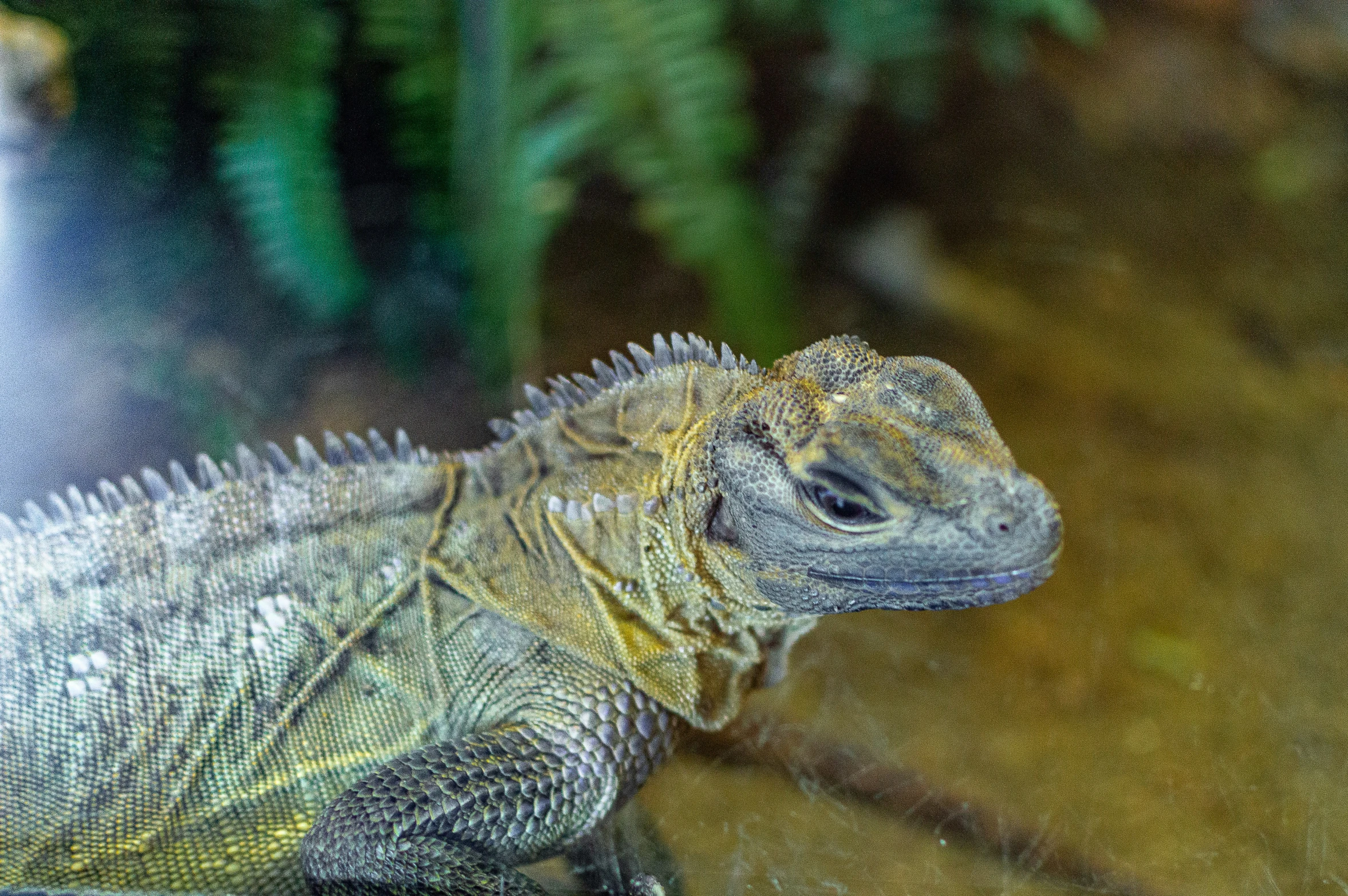 an animal that is laying down on a ground