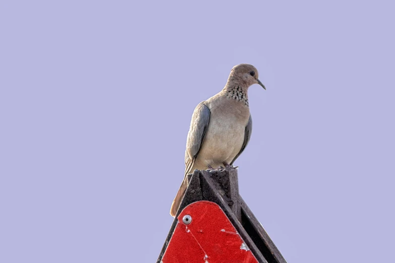 a bird sitting on top of a red and black sign
