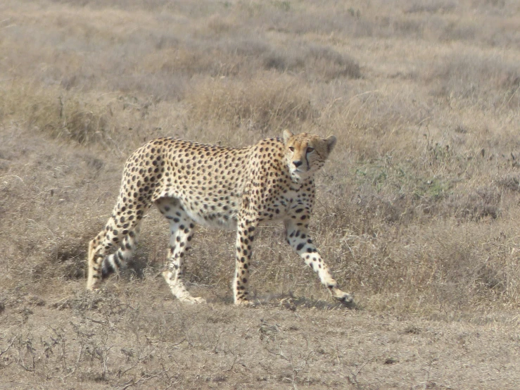 a cheetah walking in dry grass in a savannah