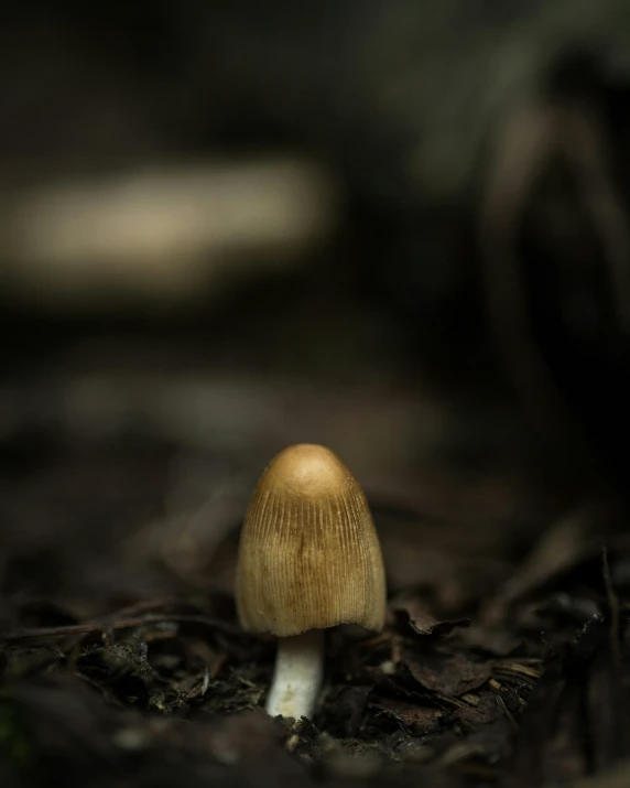 a mushroom sitting on top of the forest floor