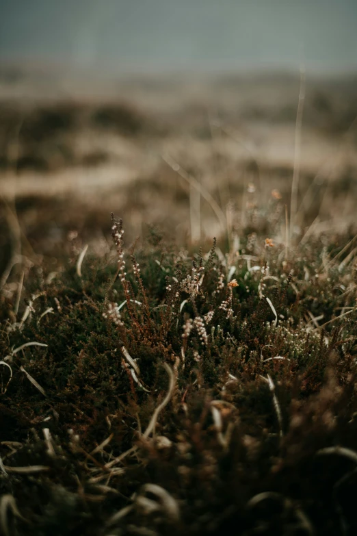 a close up of grass and flowers in the background