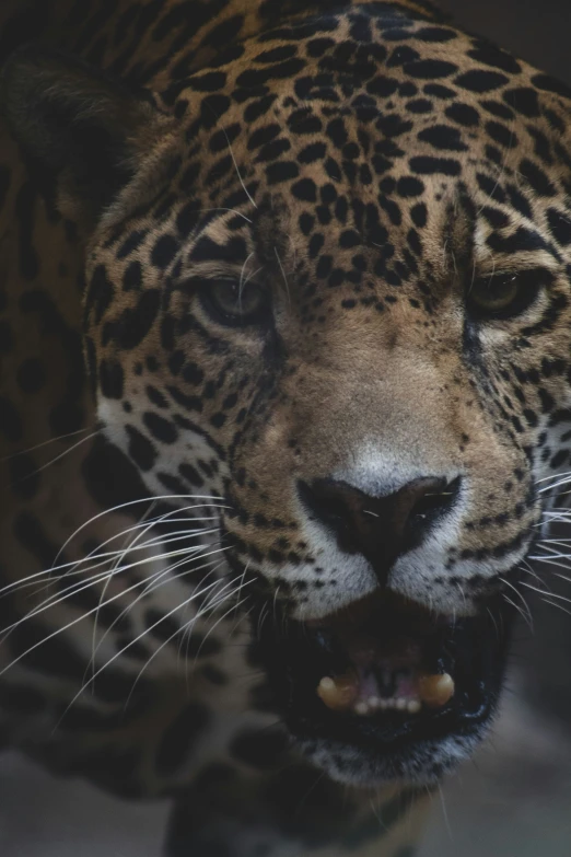 an angry looking animal is standing in a black room