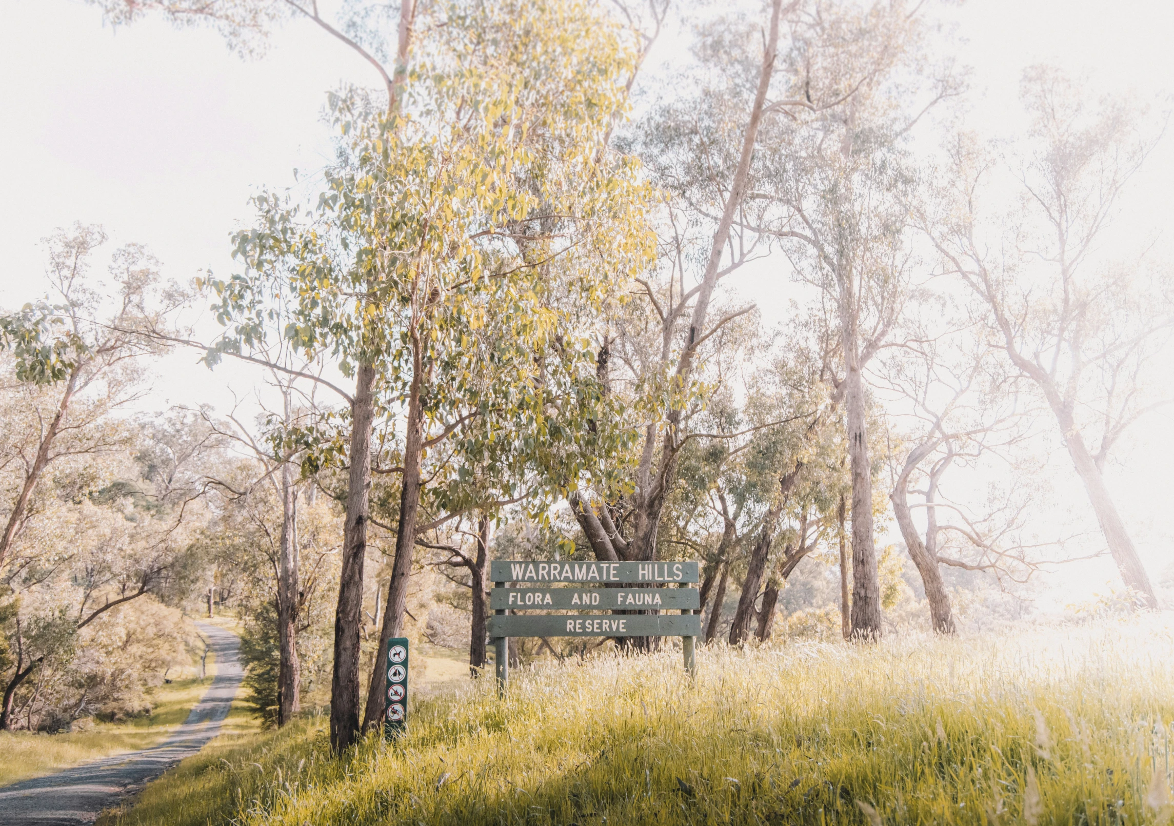 a dirt road through a lush green forest