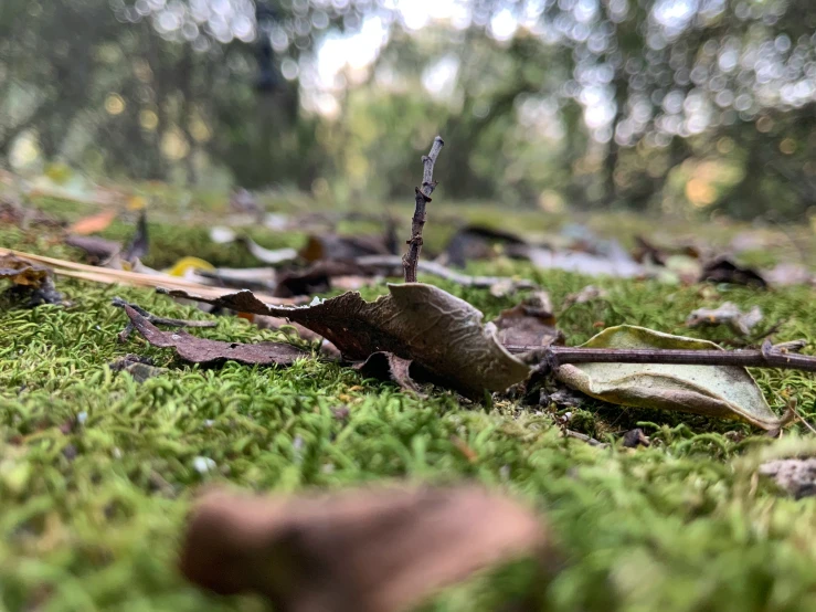 small leaf sprouts grow on the ground in an old mossy setting