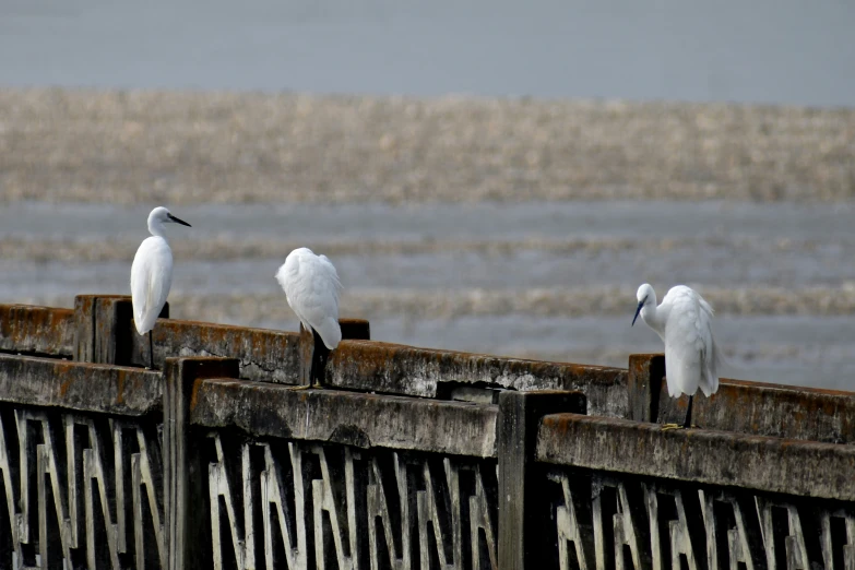 three birds sit on a fence at the water's edge