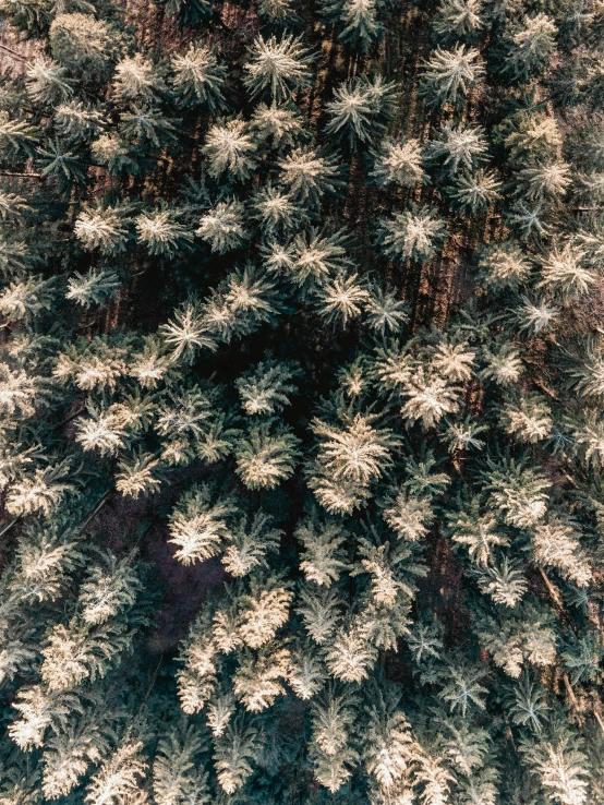 the top view of pine trees showing white snow flakes