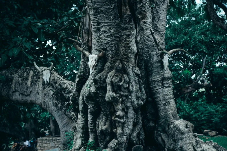 the trunk and leaves of the large tree are very high