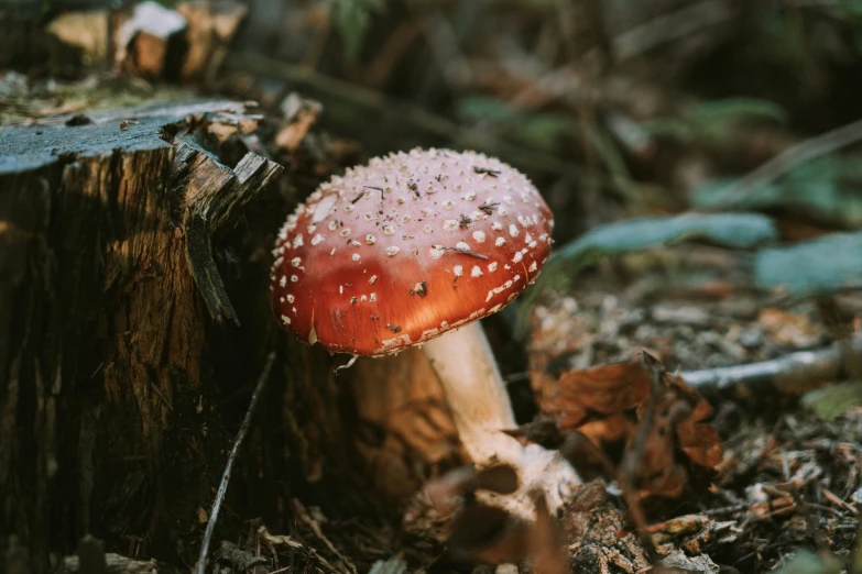 closeup of a mushrooms growing in a forest