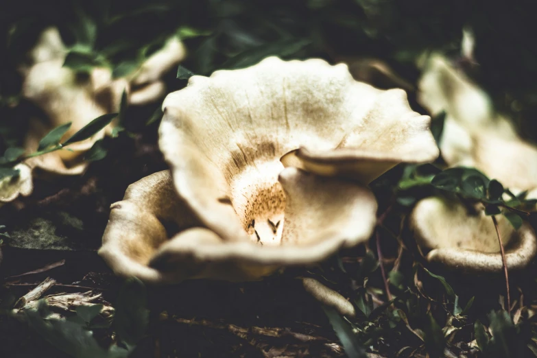 mushrooms, one of them yellow and brown, are pictured in the sunlight