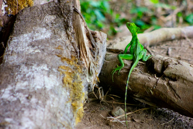 an image of a lizard walking around on the woods