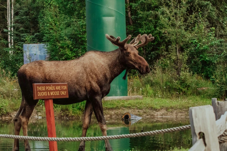 a moose standing in the middle of a field