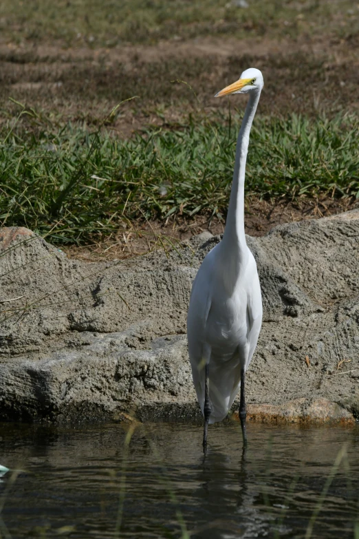 a very cute white crane by some water