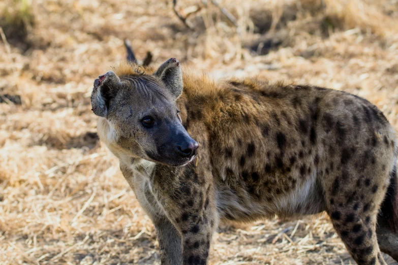 spotted hyena standing alone in the savannah