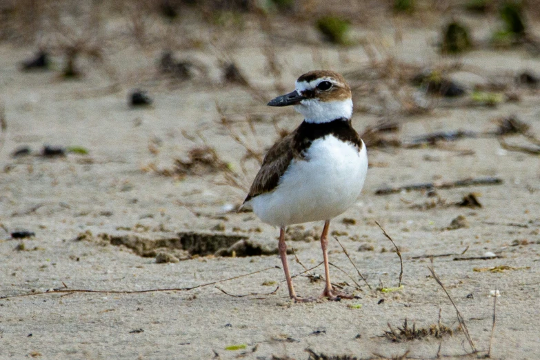 a bird is standing alone on the sand