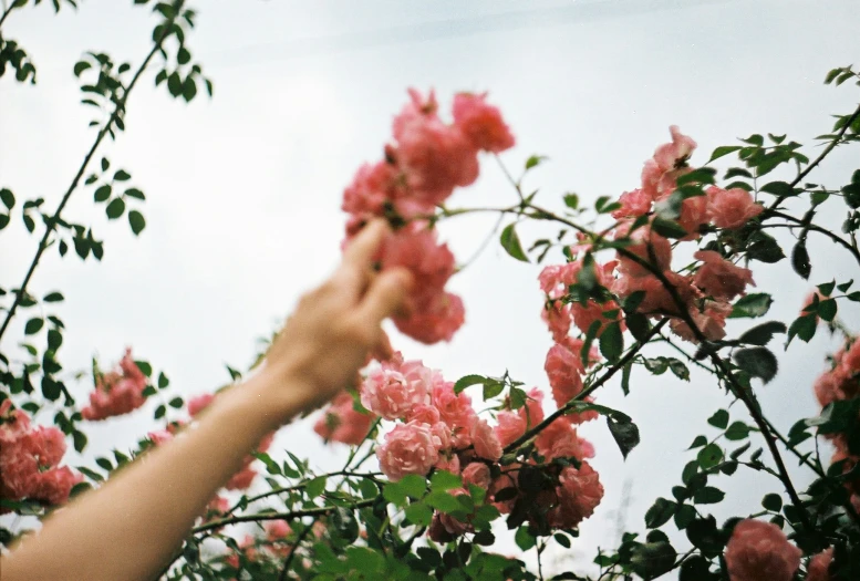 a person reaching up to reach a pink flower