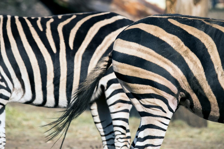 a pair of zes are eating grass in an open field